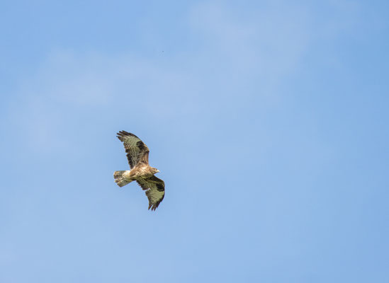 Mäusebussard/Buteo buteo (Foto: B. Budig)