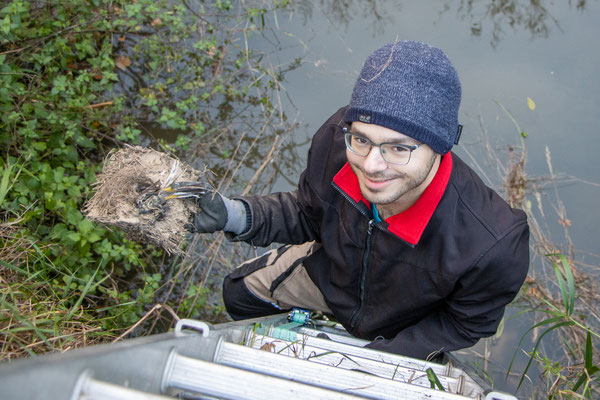 Fund eines Nests mit toter Gebirgsstelze (Foto: H. Budig)