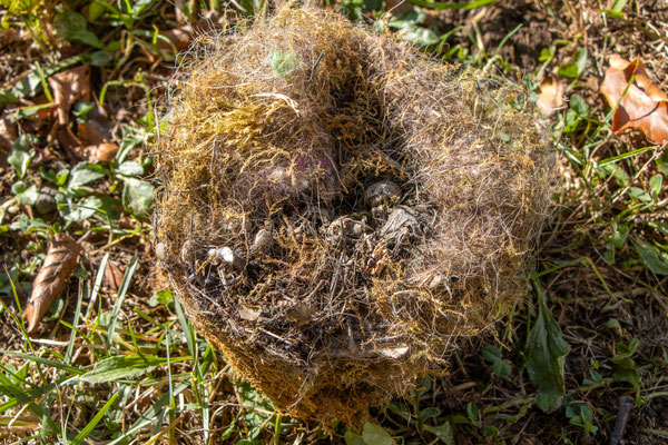 Meisennest mit zwei toten Jungvögeln (Foto: H. Budig)