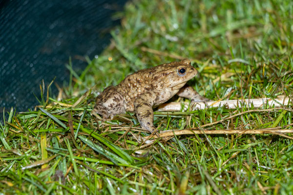 Erdkrötenmännchen (Foto: B. Budig)