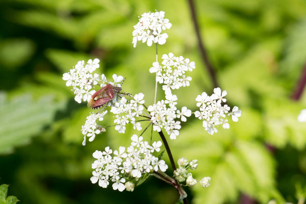 Beerenwanze (Dolycoris baccarum) /Foto: B. Budig