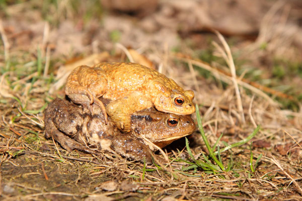 Erstes Erkrötenpärchen in diesem Jahr (Foto: B. Budig)