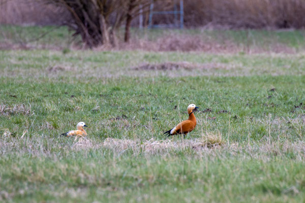 Rostgänse am 28.03.21 (Foto: B: Budig)