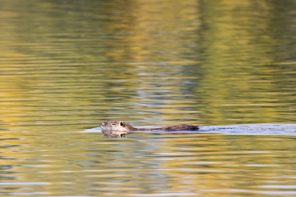 Nutria/Myocastor coypus (Foto: B. Budig)