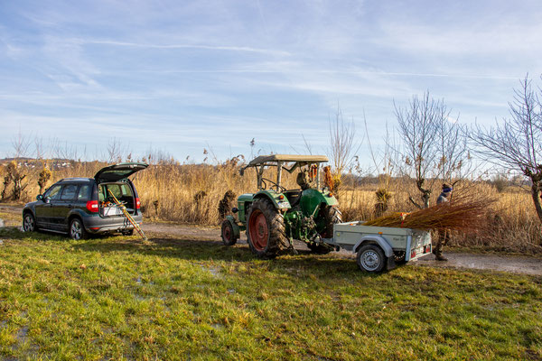 Weiden für heimische Bastelarbeiten (Foto: B. Budig)