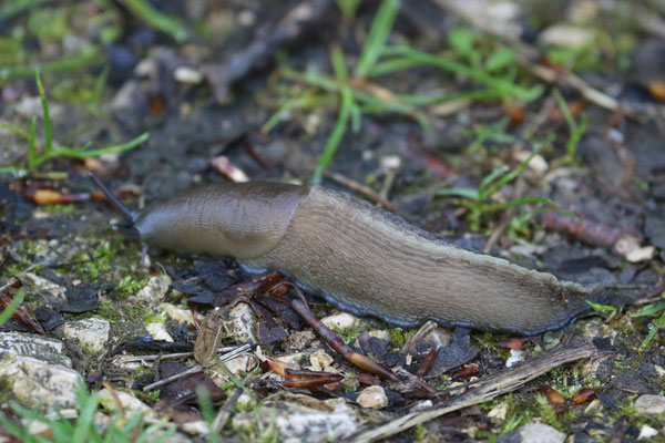 Schwarzer Schnegel (Limax cinereoniger) /Foto: E. Maier-Drös