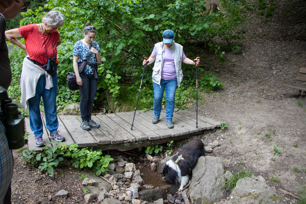 Renaturierter Abschnitt des Hellenbachs (Foto: B. Budig)