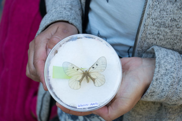 Schwarzer Apollo (Parnassius mnemosyne) /Foto: B. Budig