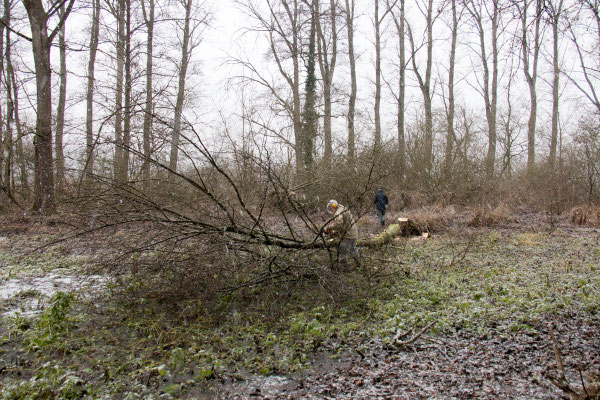 Mittelgroße Schwarzerle wird zerkleinert