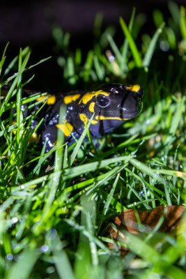 Feuersalamander auf dem Weg zum Laichgewässer (Foto: B. Budig)