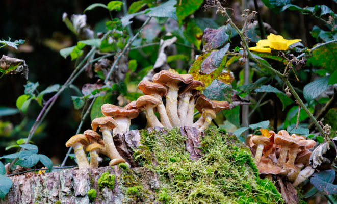 Pilze auf Baumstumpf (Foto: B. Budig)