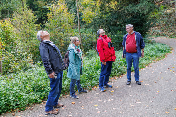 Die Bäume sind ganz schön hoch ... (Foto: B. Budig)