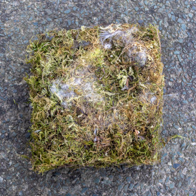 Nest aus dem Kameranistkasten (Foto: B. Budig)