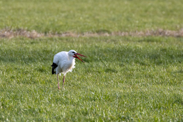 Ein Regenwurm wird verspeist am 28.03.21 (Foto: B: Budig)