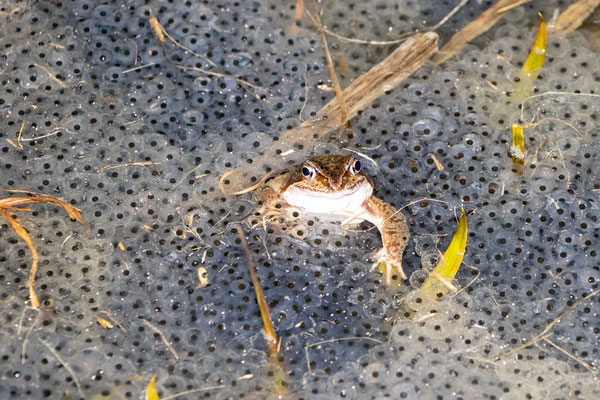 Grasfrosch im "Laichbad"