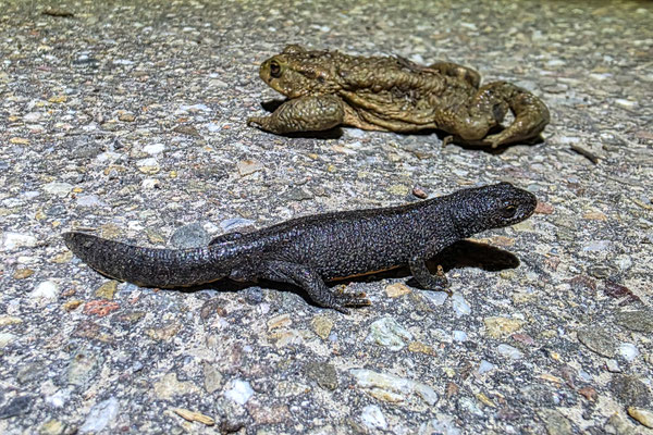 Bergmolch-Weibchen und Erdkröte (Foto: B. Budig)