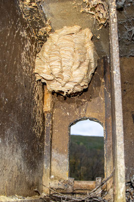 Hornissennest (Foto: B. Budig)