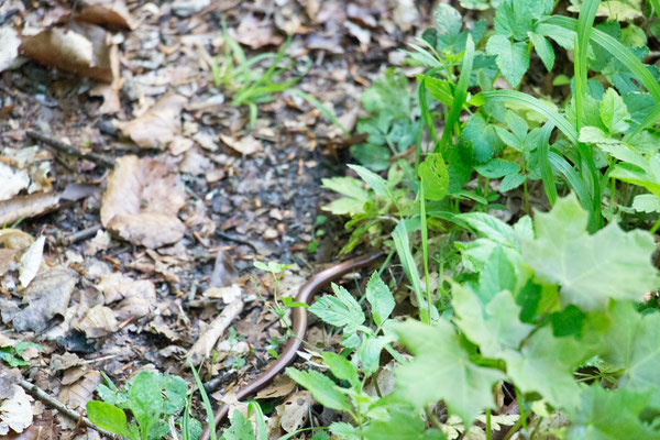 Blindschleiche (Anguis fragilis) /Foto: B. Budig