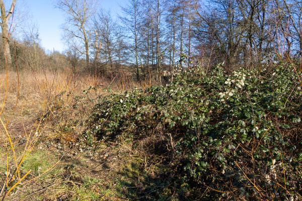 Die Weiden werden teilweise von Brombeeren überwuchert (Foto: B. Budig)