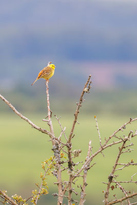 Goldammer/Emberiza citrinella (Foto: B. Budig)