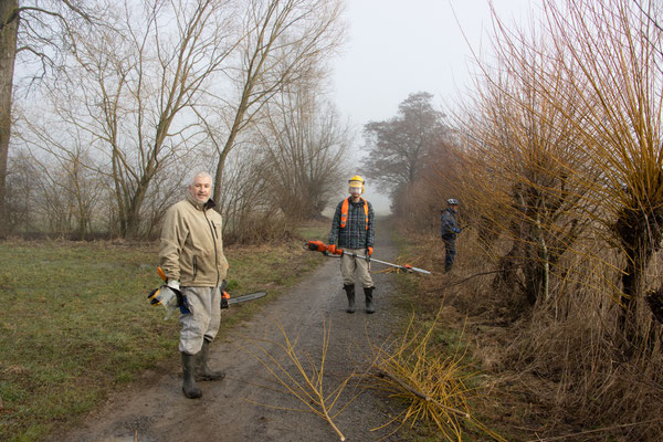 Mit Motorsäge geht es der Weide an den Kragen (Foto: B. Budig)