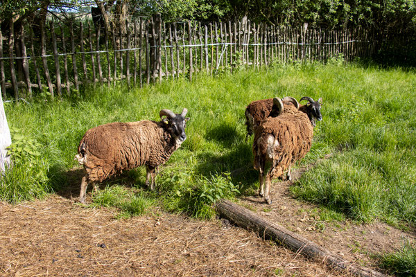 Älteste Hausschafrasse Europas: Soay-Schafe (Foto: B. Budig)