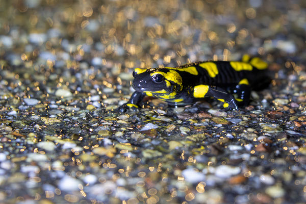 Feuersalamander lieben Regen (Foto: B. Budig)