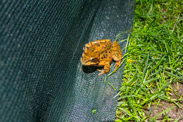 Grasfrosch-Weibchen hiter dem Zaun (Foto: B. Budig)