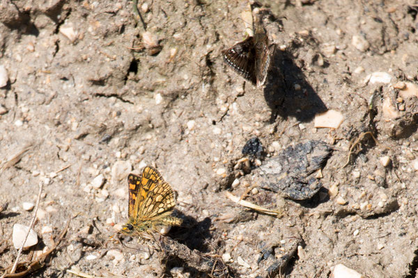 Dickkopffalter (Hesperiidae) /Foto: B. Budig