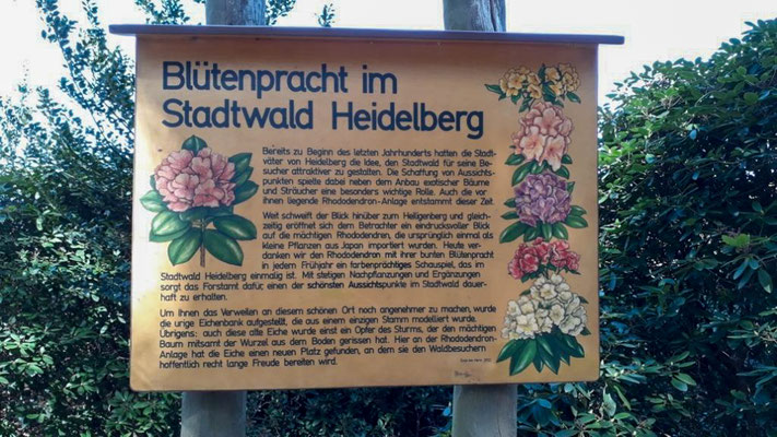 Informationsschild Blütenpracht im Stadtwald Heidelberg