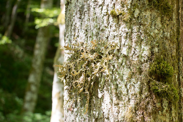 Echte Lungenflechte (Lobaria pulmonaria) /Foto: B. Budig