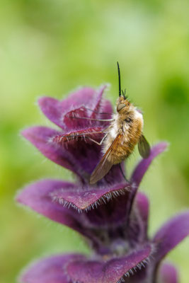 Pyramiden-Günsel/Ajuga pyramidalis mit Wollschweber (Foto: H. Budig)