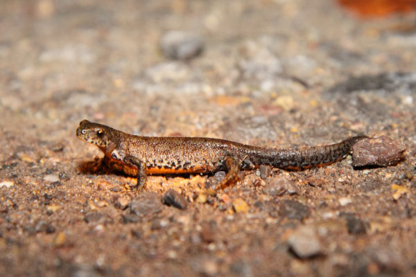 Bergmolchweibchen (Foto: B. Budig)