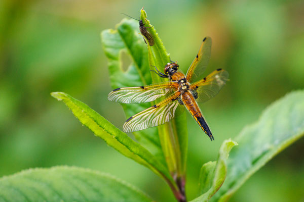 Vierfleck/Libellula quadrimaculata (Foto: B. Budig)