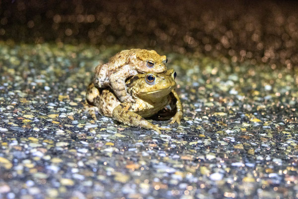 Erdkrötenpaar auf der Straße (Foto: B. Budig)