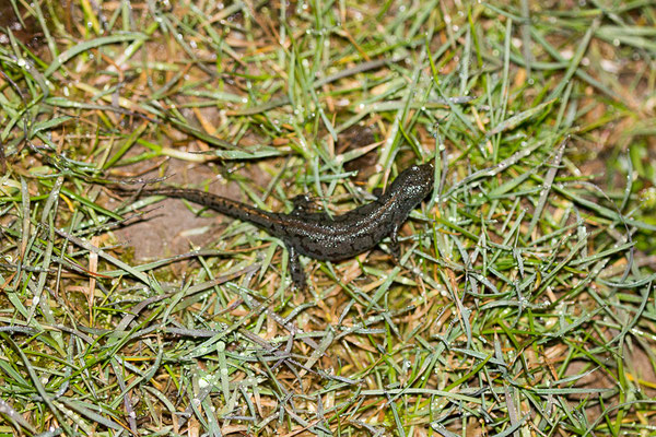 Bergmolch (Foto: B. Budig)