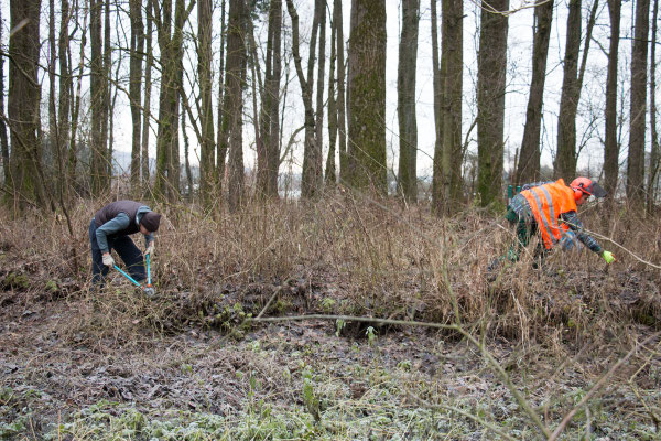 Junge Schwarzerlen werden zurückgeschnitten