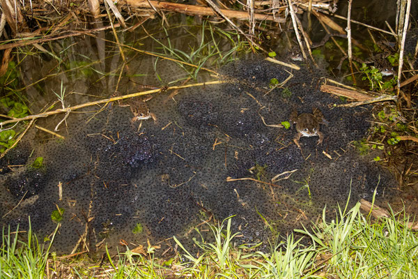 Laichballen vom Grasfrosch