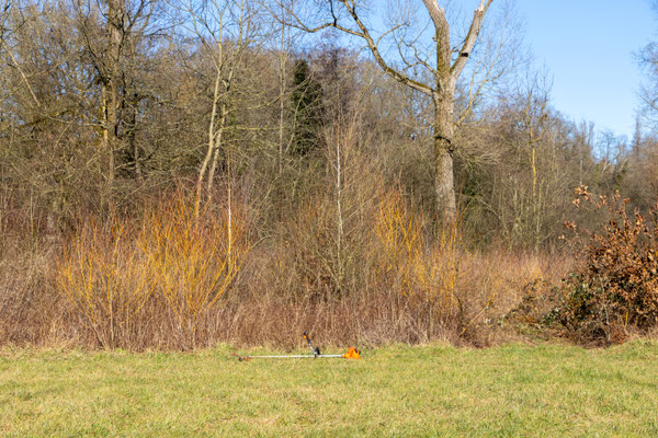 Niedrige Weiden zwischen hohen Gräsern, Brombeeren und anderen Gehölzen (Foto: B. Budig)
