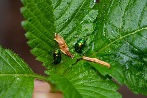 Goldglänzende Blattkäfer (Foto: H. Budig)