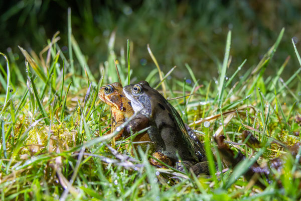 Grasfrosch-Paar am Fortswaldteich (Foto: B. Budig)
