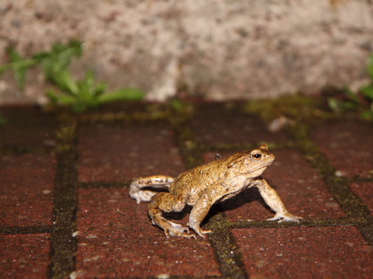 Laufendes Erdkrötenmännchen (Foto: B. Budig)