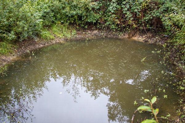 Amphibienteich an der Bruchrainwiese (Foto: B. Budig)
