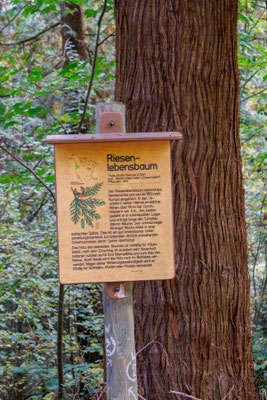 Infotafel zum Riesen-Lebensbaum (Foto: B. Budig)