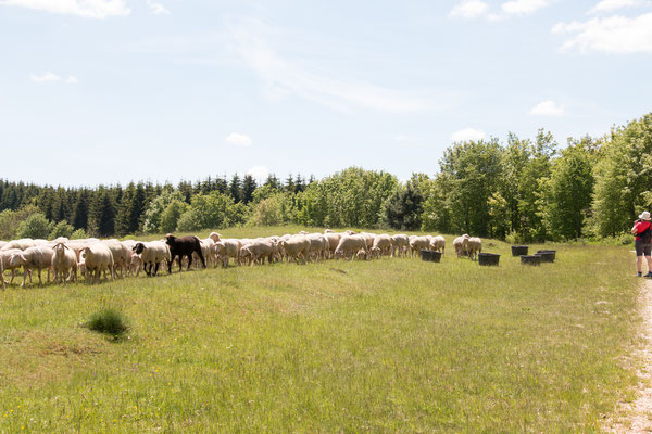 Schafe als  Weidetiere /Foto: B. Budig