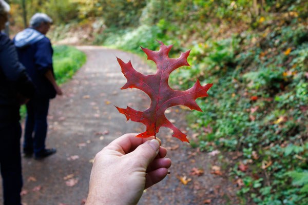 Blatt der Scharlach-Eiche (Foto: B. Budig)