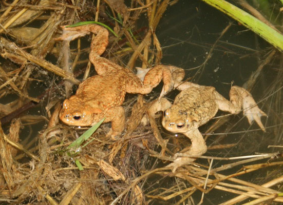 Erdkrötenpärchen (Foto: R. Drös)