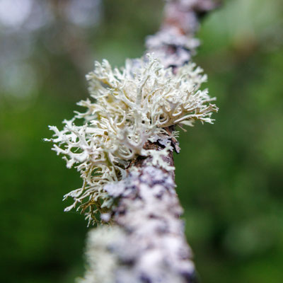 Flechte (Foto: H. Budig)