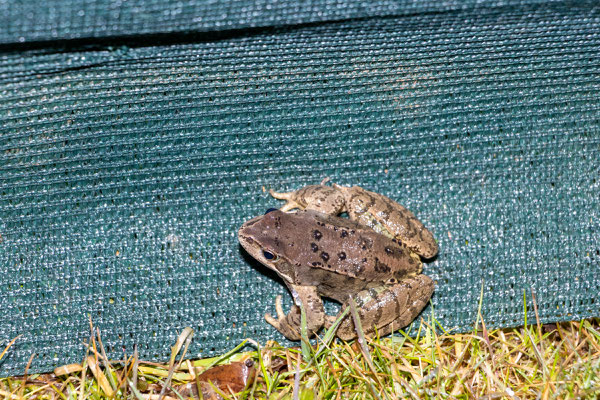 Grasfrosch am Amphibienzaun (Foto: B. Budig)