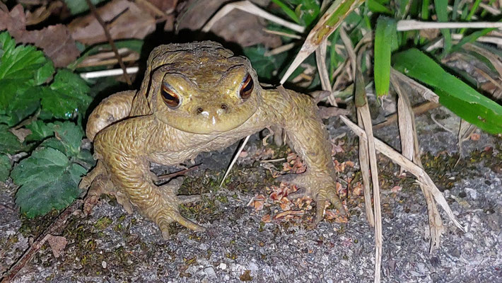 Erdkröten-Männchen (Foto: R. Disselnkötter)